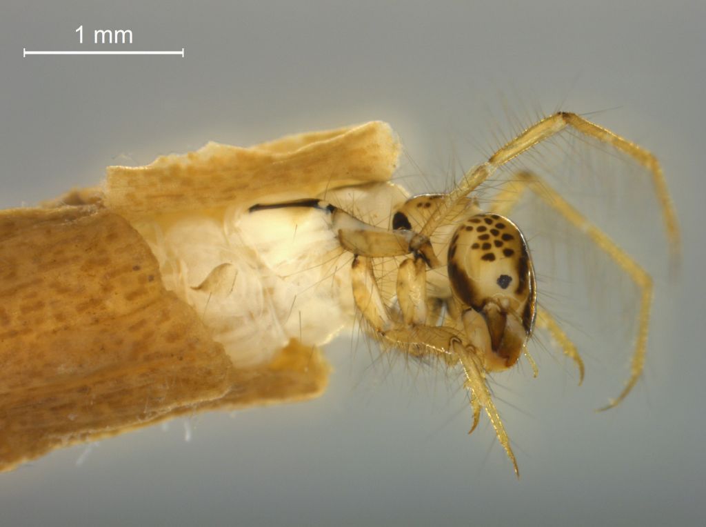 Triaenodes bicolor